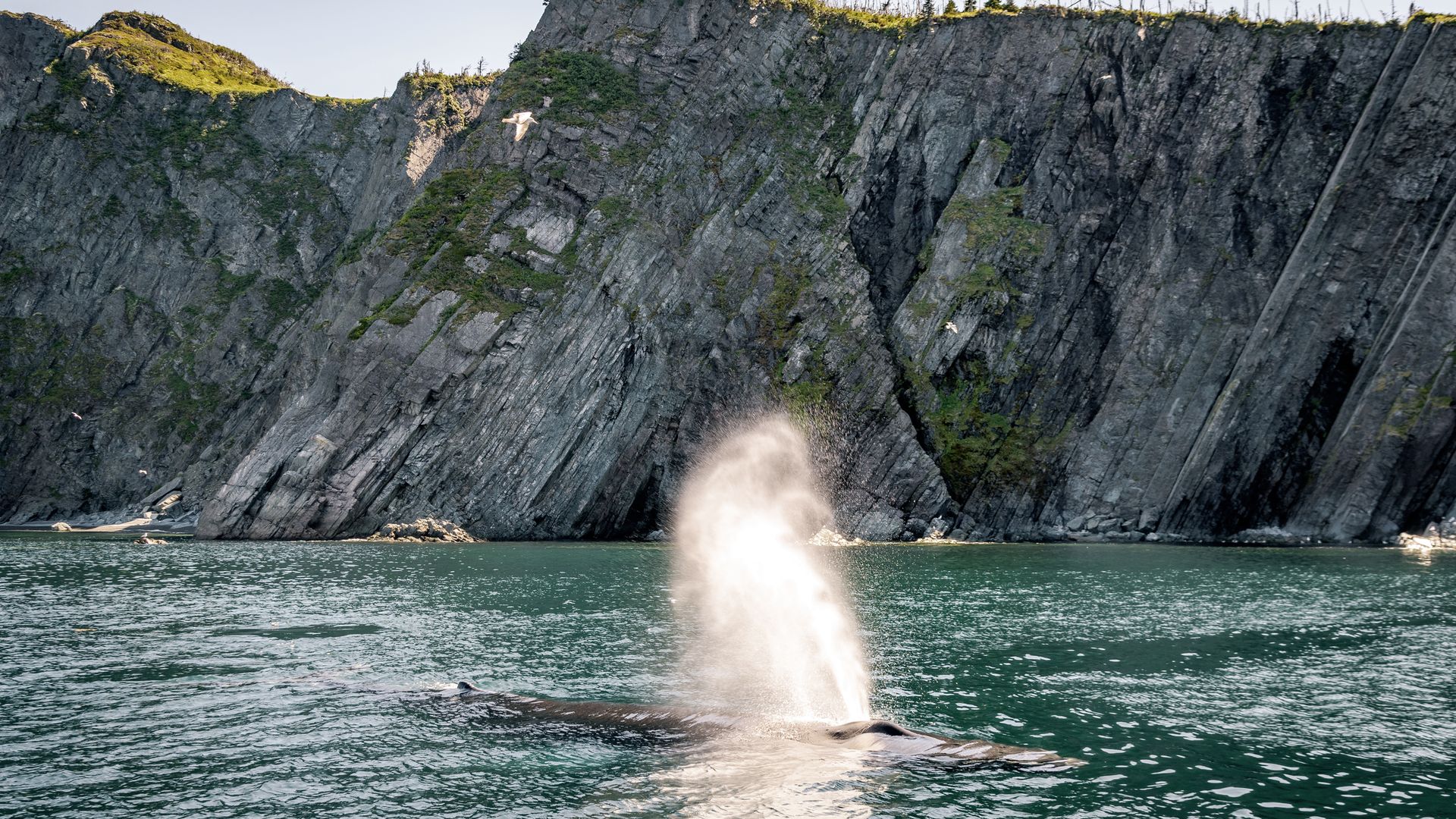 Der Tummelplatz der Meeresriesen