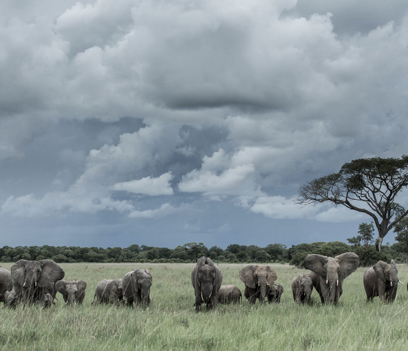 Les éléphants dans le Parc National de Kafue