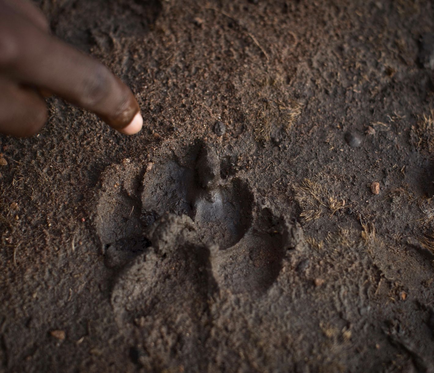 Spurenlesen bei einer Fusssafari in der Masai Mara