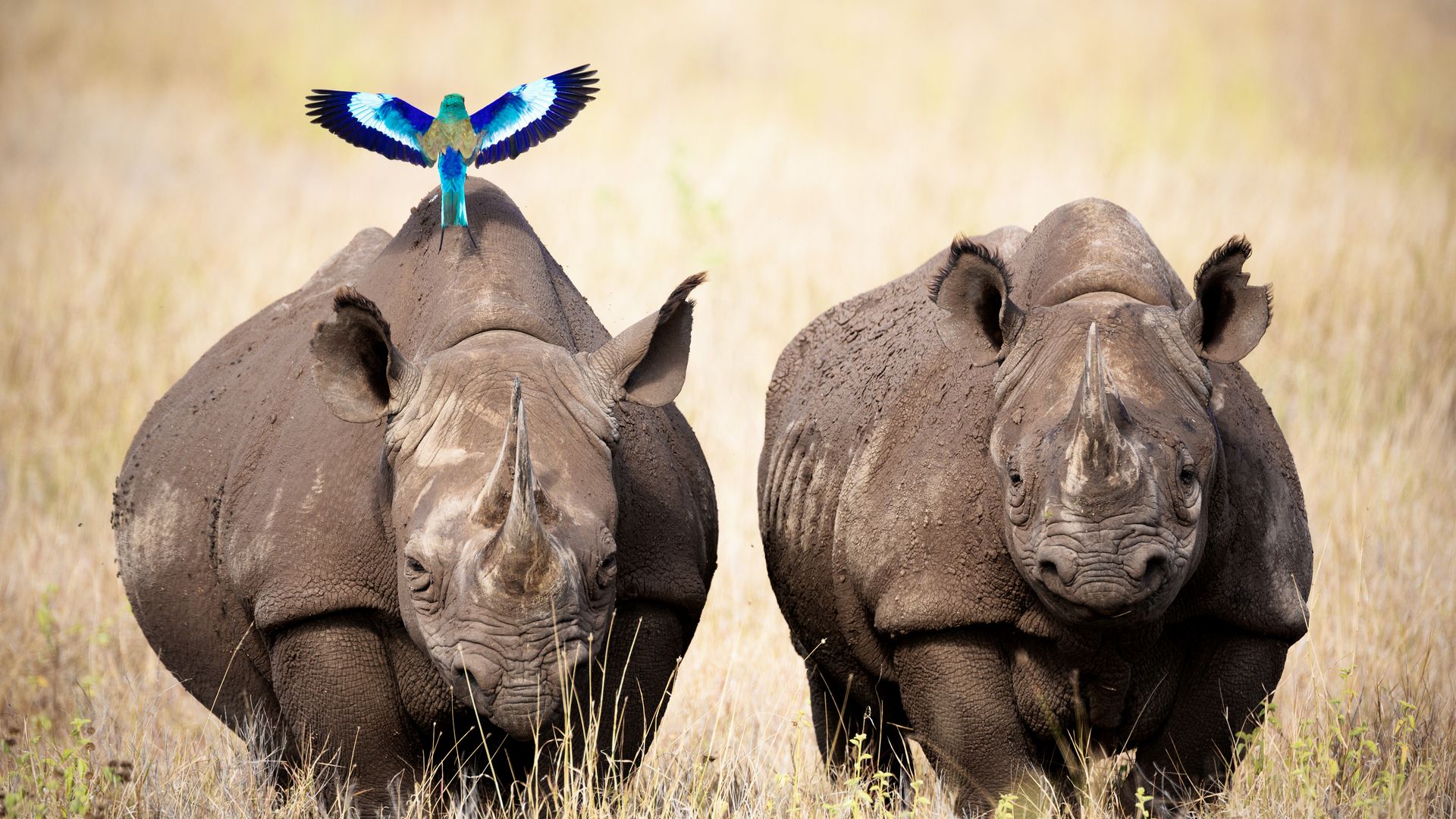 Zwei Spitzmaulnashörner werden von einer farbigen Gabelracke begleitet.