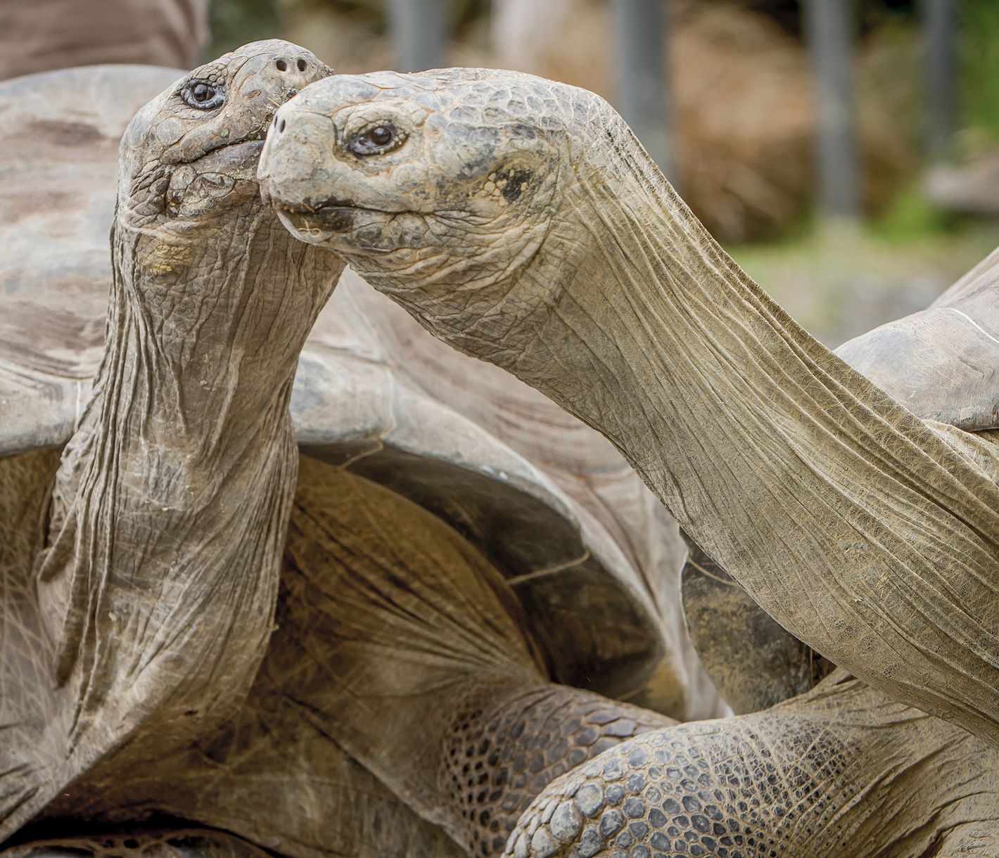 Die sanften Bewohner der Insel Rodrigues
