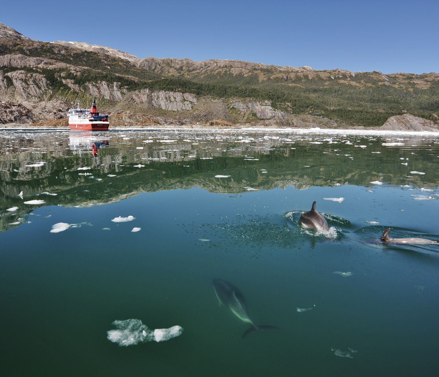 Eine Gruppe Peale-Delfine nähert sich am El Brujo Gletscher der M/V Skorpios III.