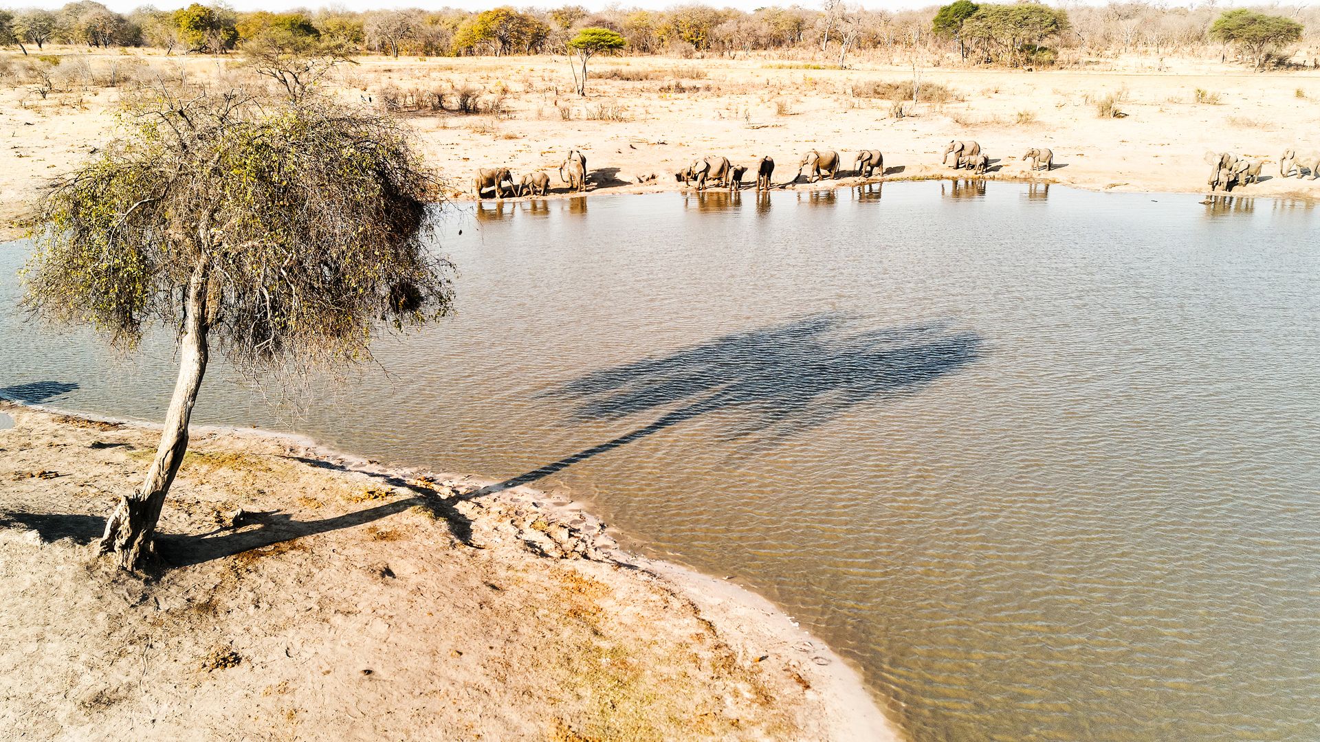 Schatten werfender Baum an einem Wasserloch mit Elefanten im Hintergrund
