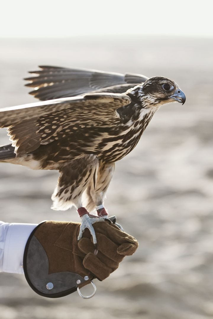 Der majestätische Nationalvogel beim täglichen Training für die Jagd