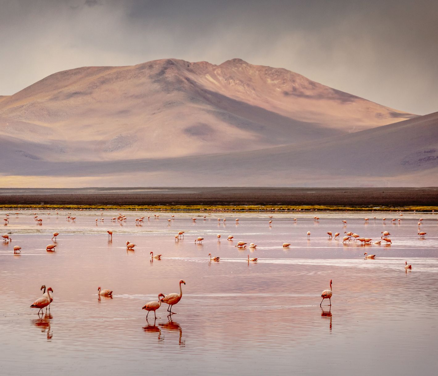 La Laguna Colorada est sans conteste l'une des grandes merveilles de la nature bolivienne.