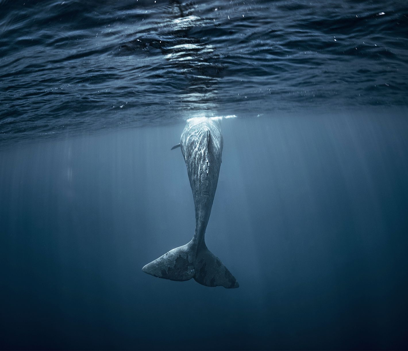 Pottwal vor den Azoren