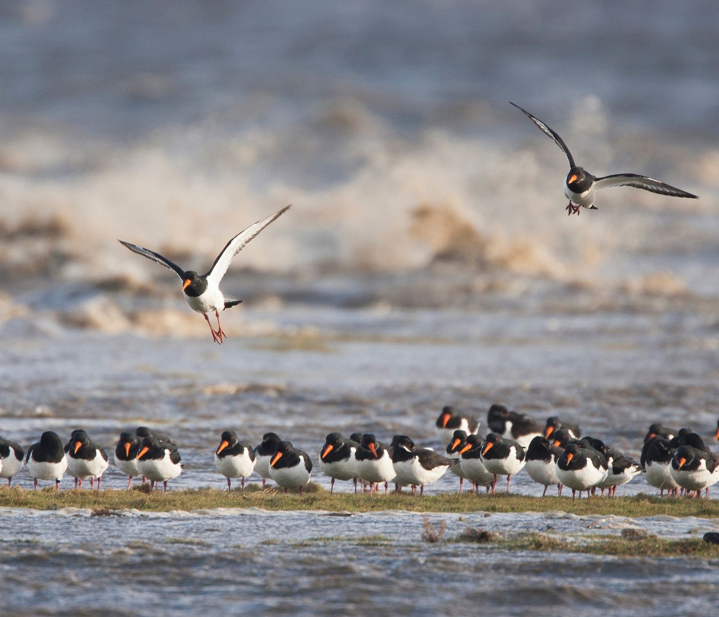 Eine Gruppe Austernfischer im Wattenmeer an der Küste bei Harlingen, Friesland