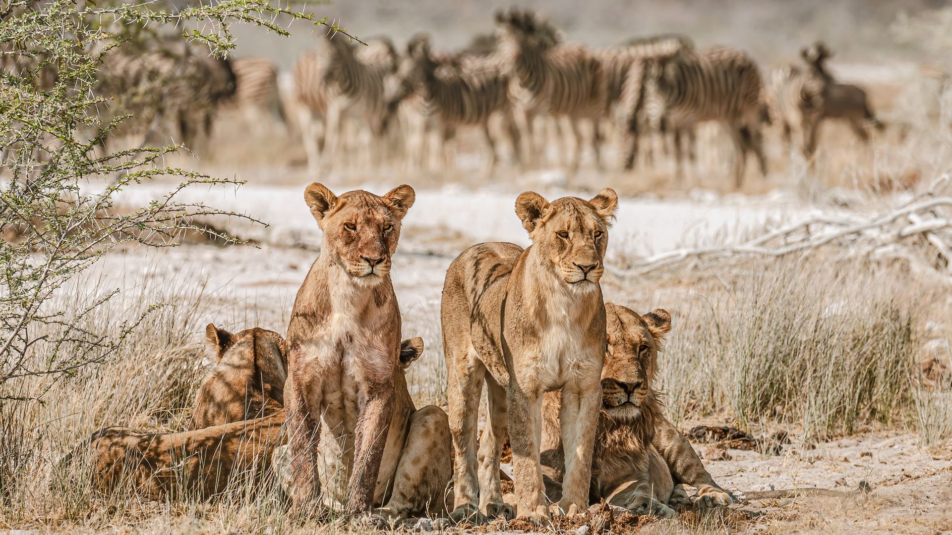 Ein Löwen-Rudel hält Ausschau nach der nächsten möglichen Beute.
