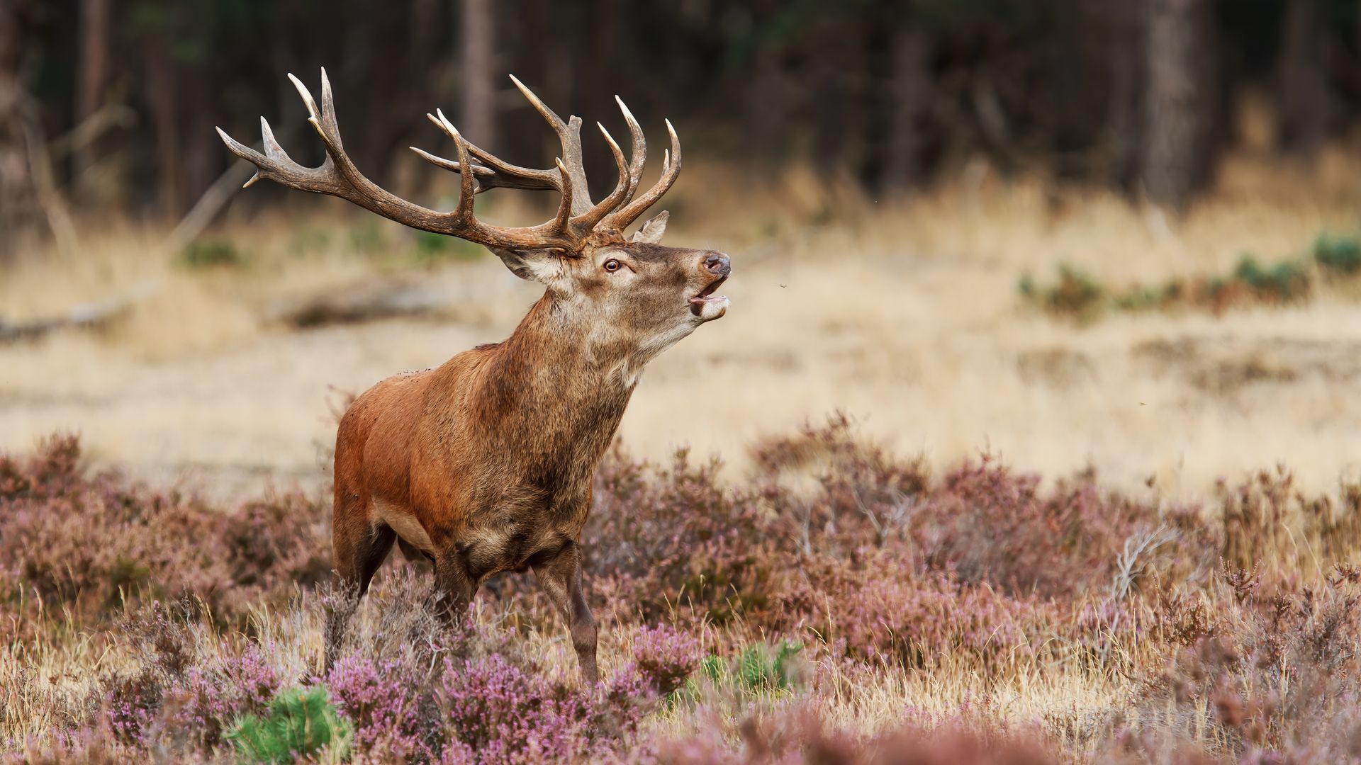 Cerf bramant dans le parc national De Hoge Veluwe, Gueldre