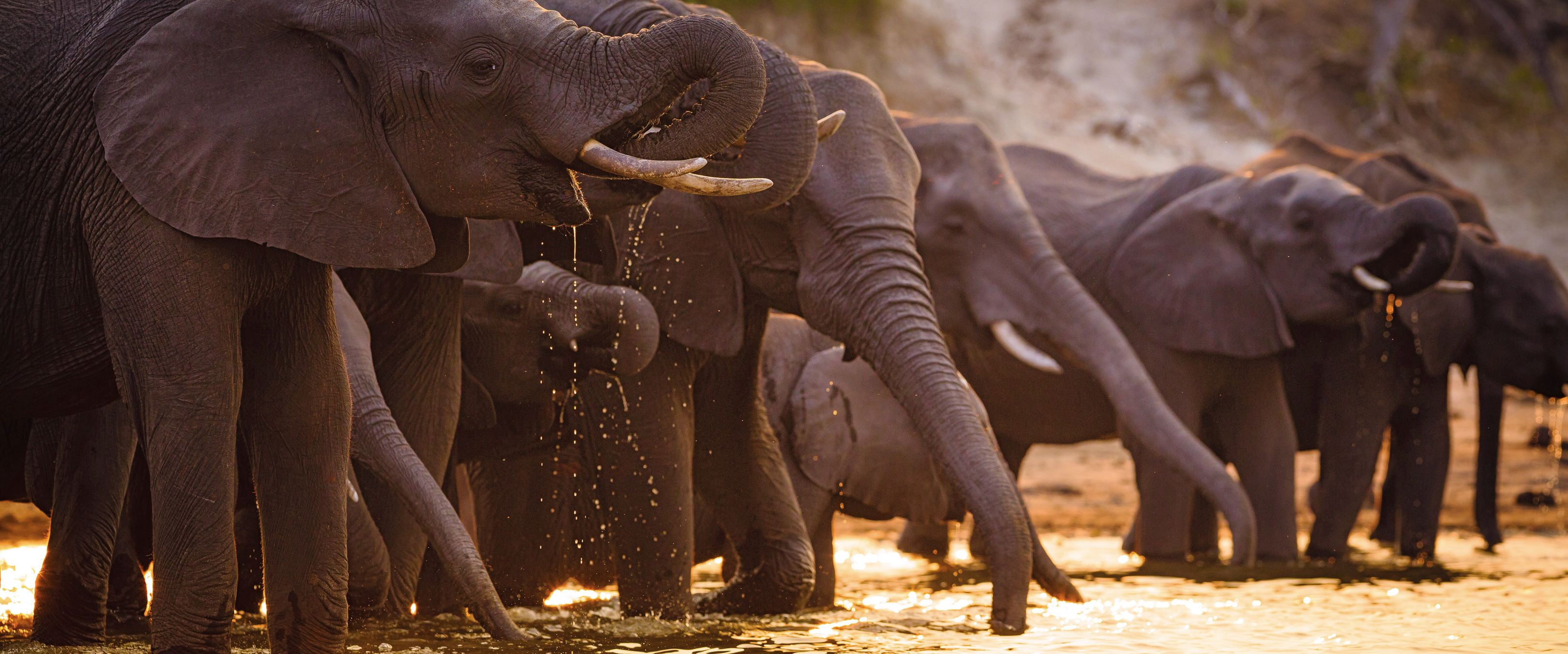 Wasser trinkende Elefanten
