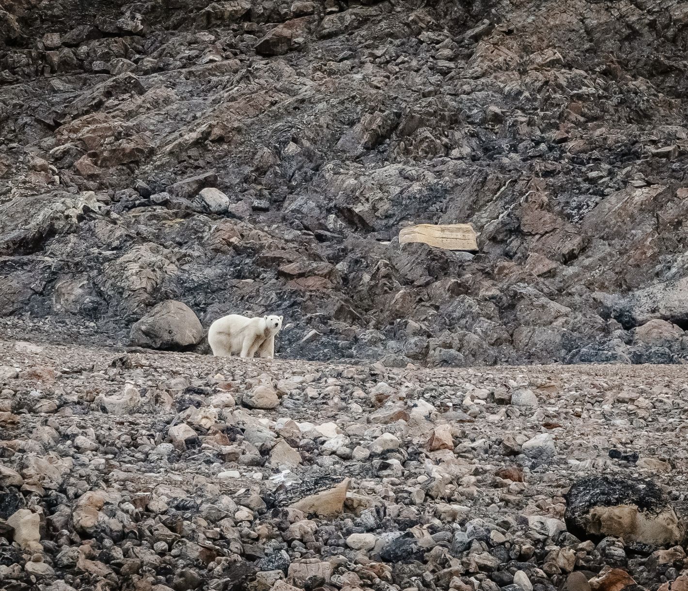 Schnappschuss eines Eisbären