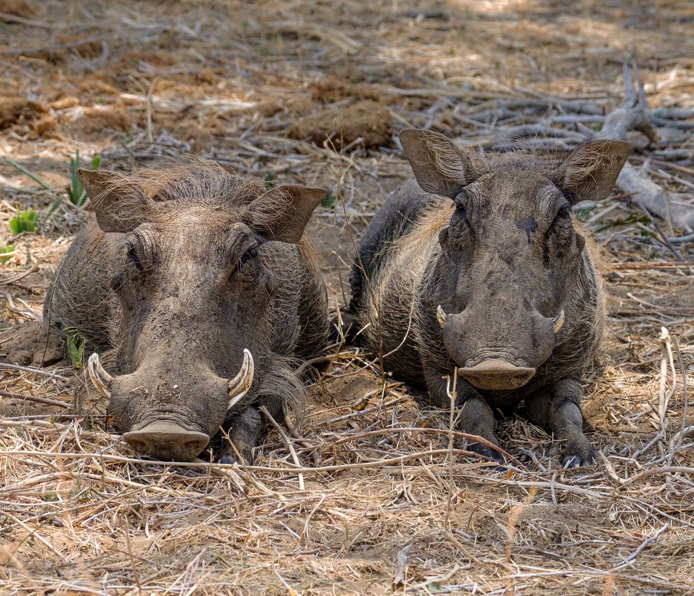 Zwei entspannte Warzenschweine im Lower-Zambezi-Nationalpark