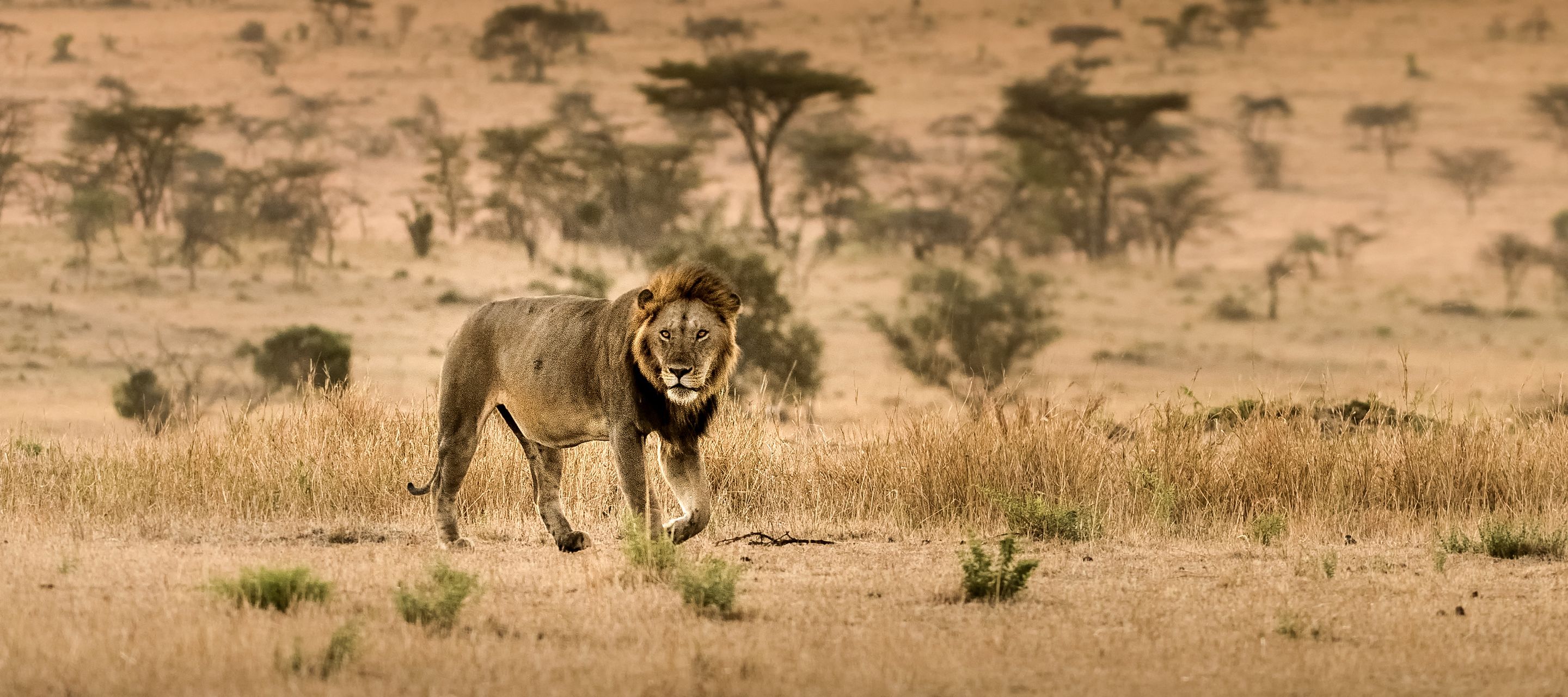 Une rencontre avec le roi de la savanne