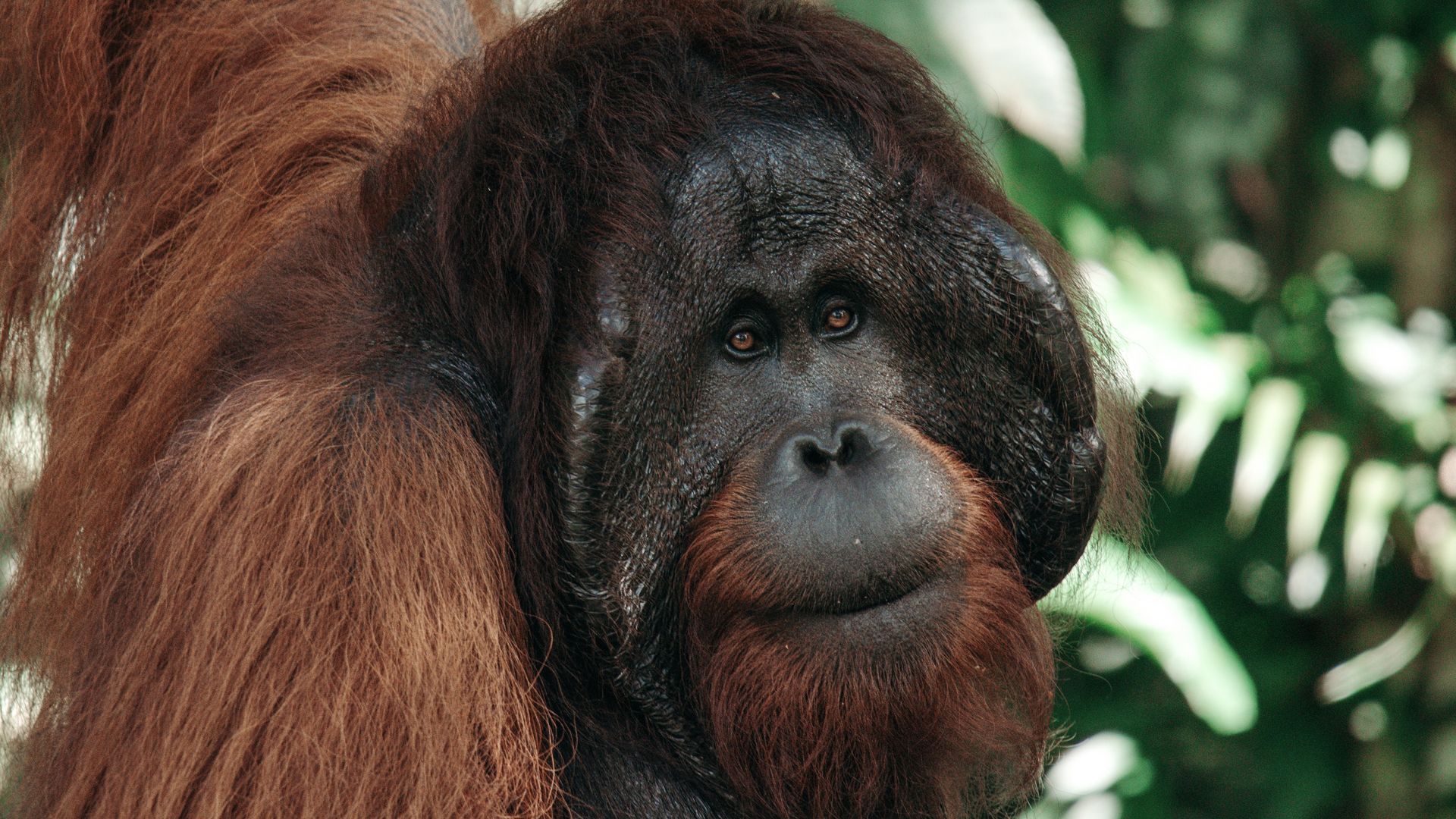 Semenggoh Nature Reserve