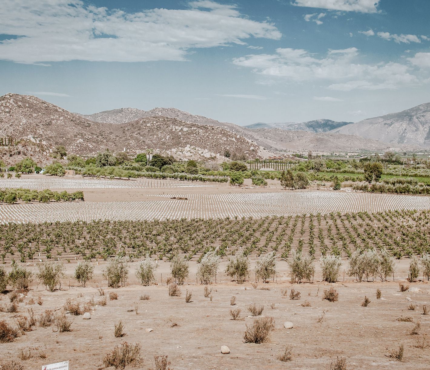On connaît partout dans le monde la tequila, mais saviez-vous que le Mexique produit également du vin ?