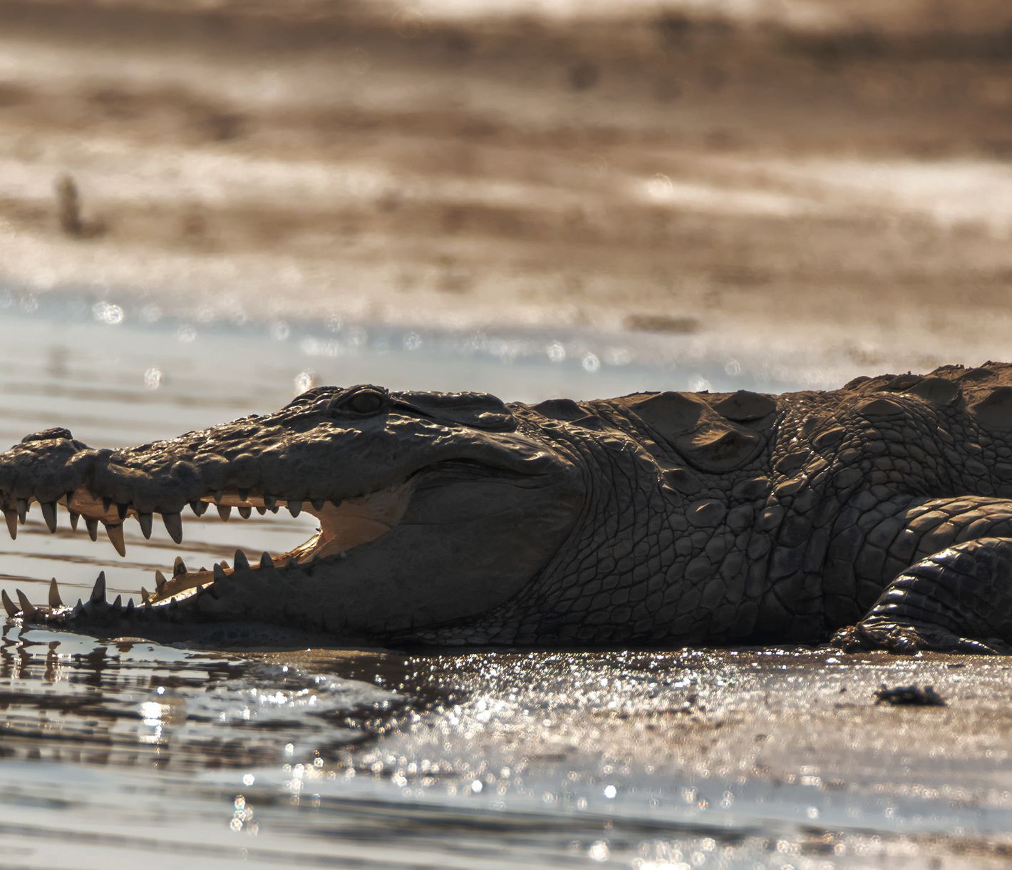 Ein Krokodil am Ufer des Chambal-Flusses bei Dholpur – ein Meister der Tarnung