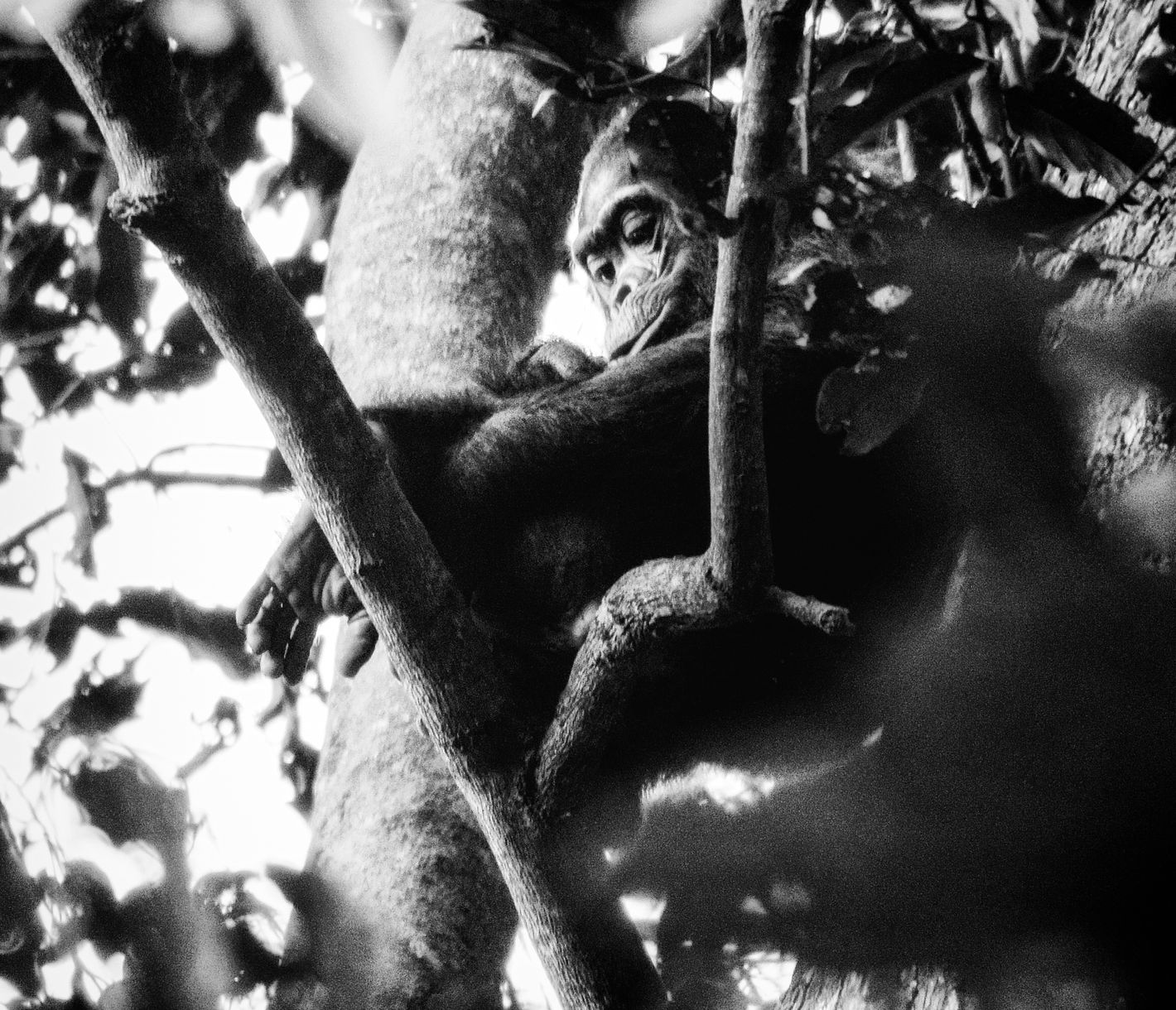 Schimpansen-Tracking im Nyungww-Forest-Nationalpark