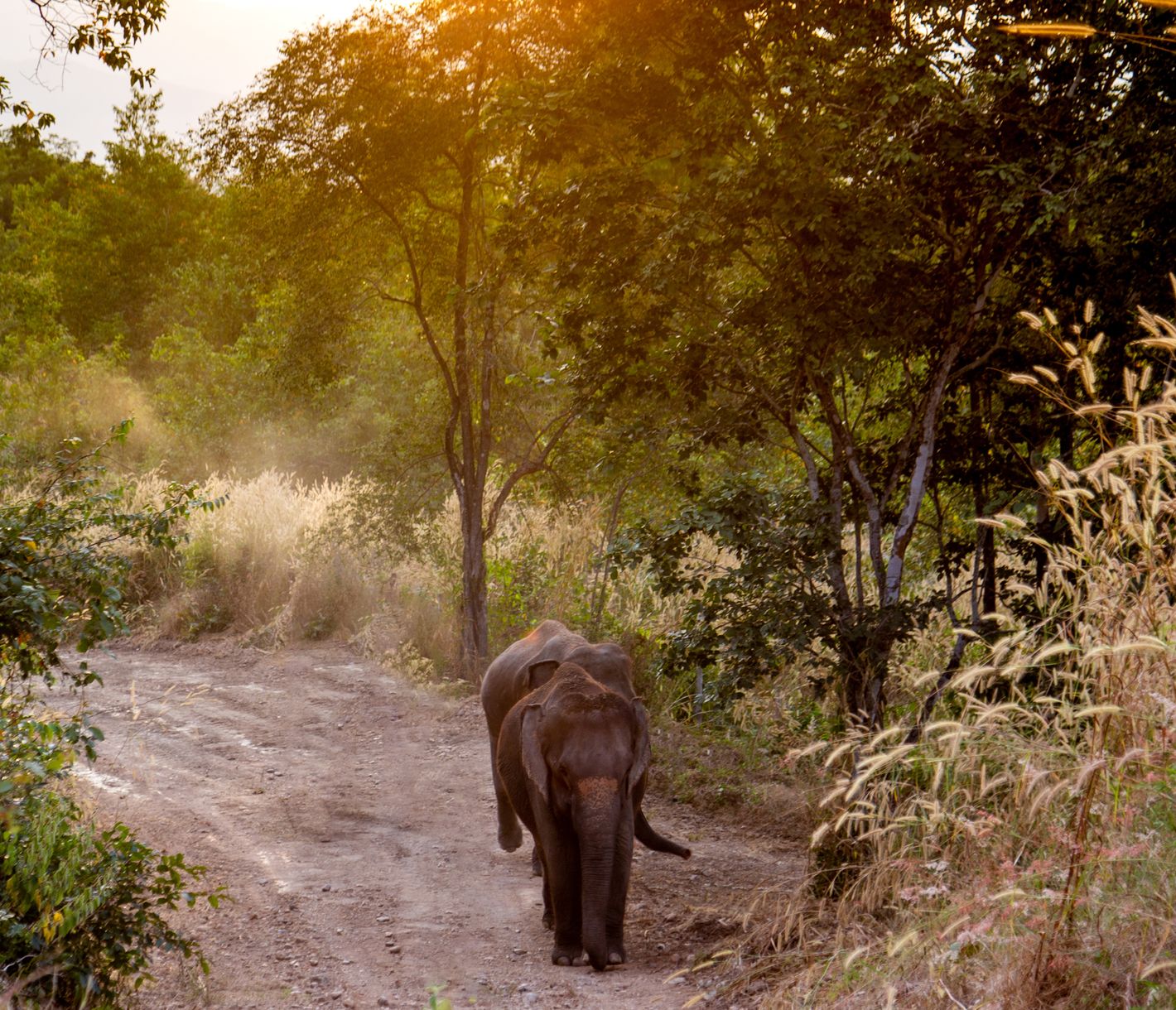 Die Elefanten auf Wanderschaft durch das Bush Camp