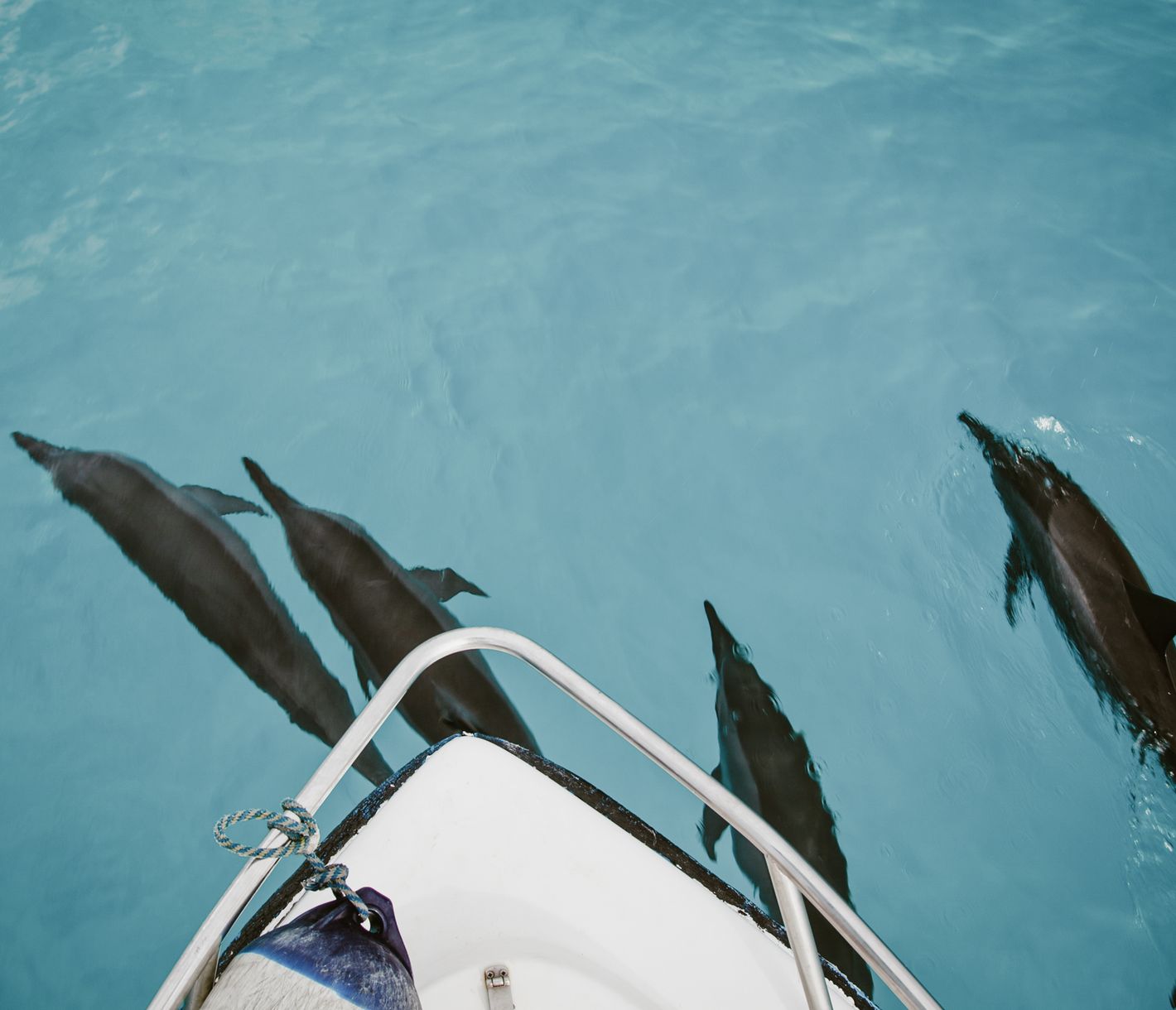 Begleiter der Wellen