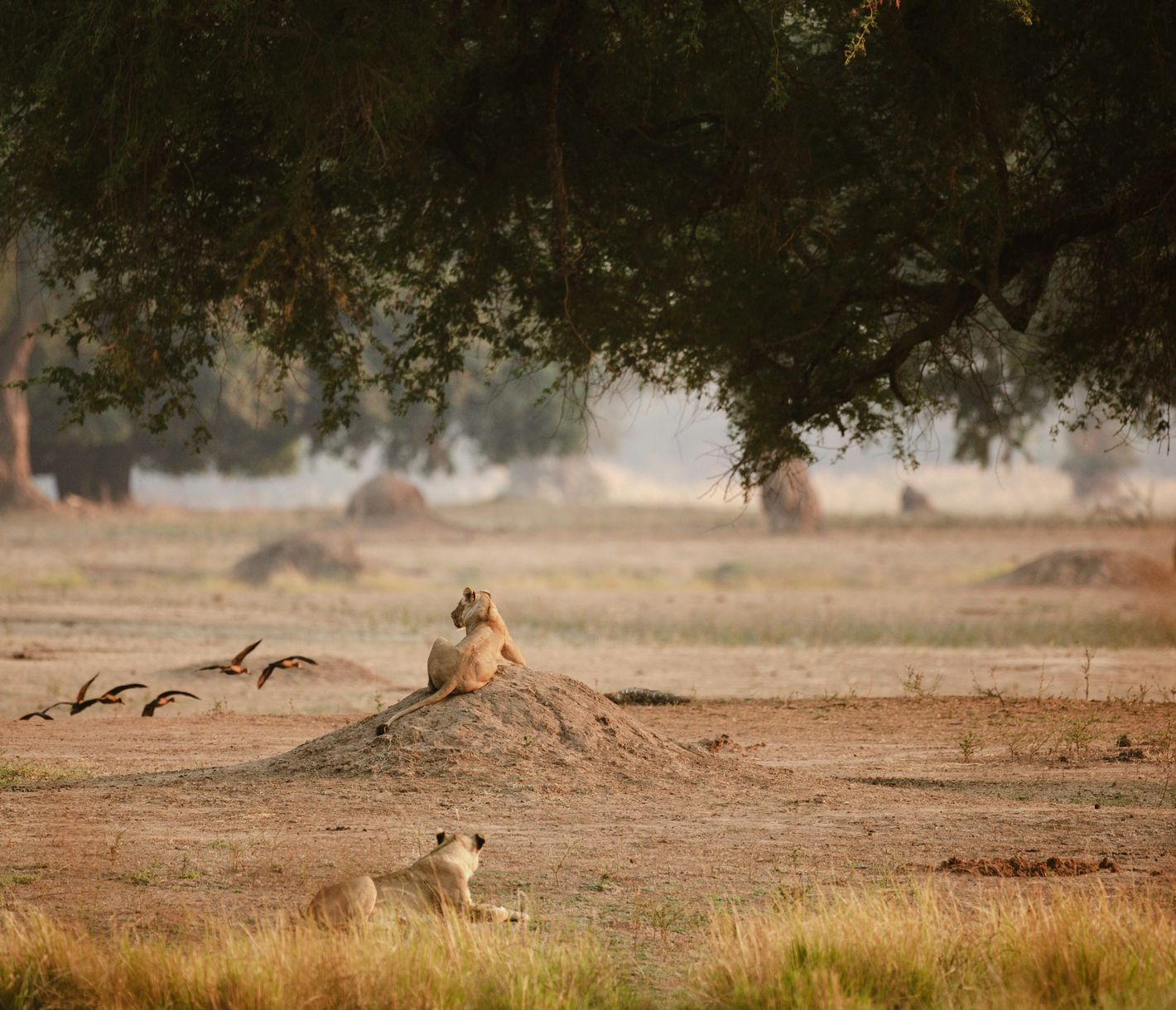 Les prédateurs sont à leur poste !