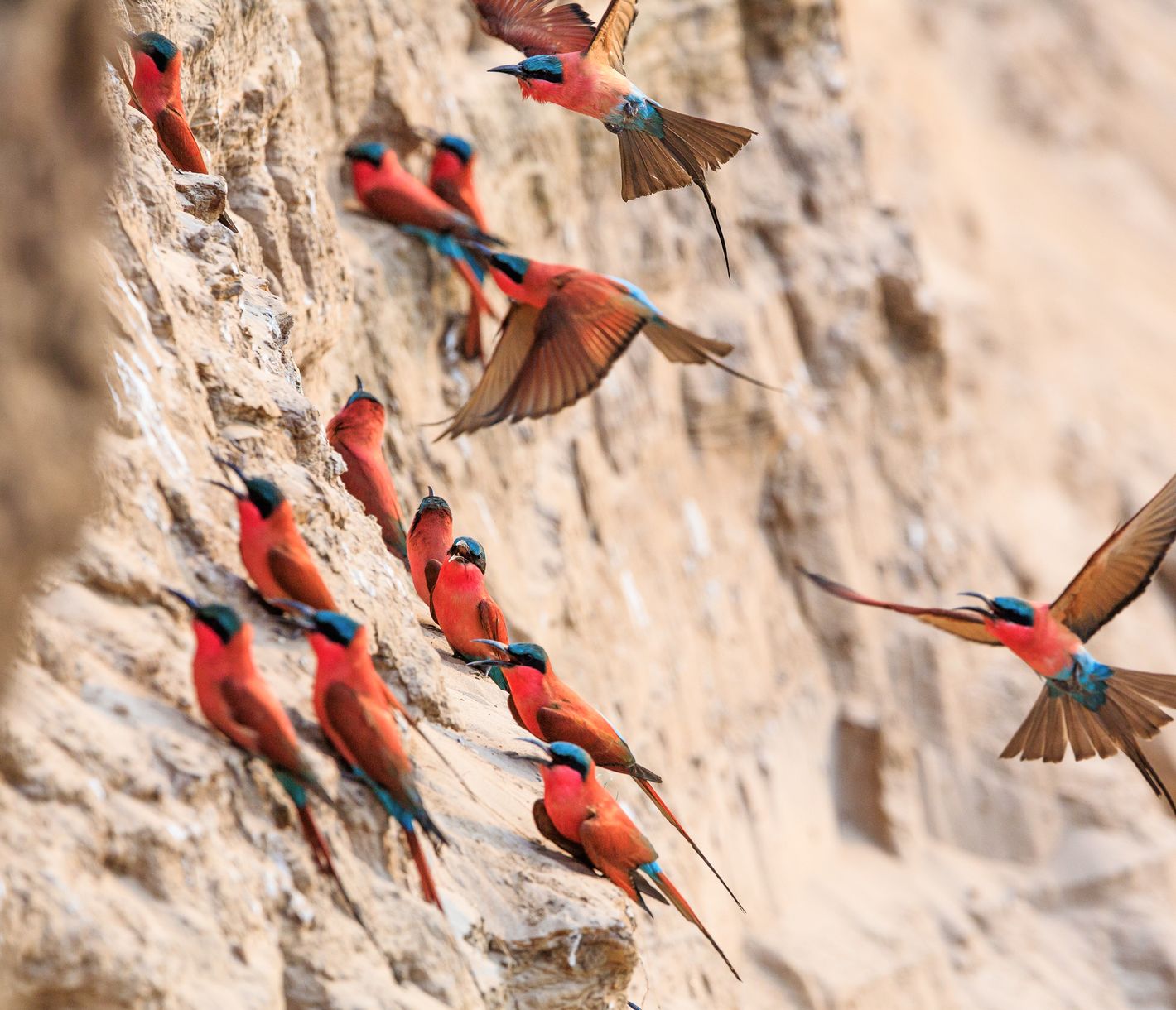 Karmin-Bienenfresser in einer Felswand