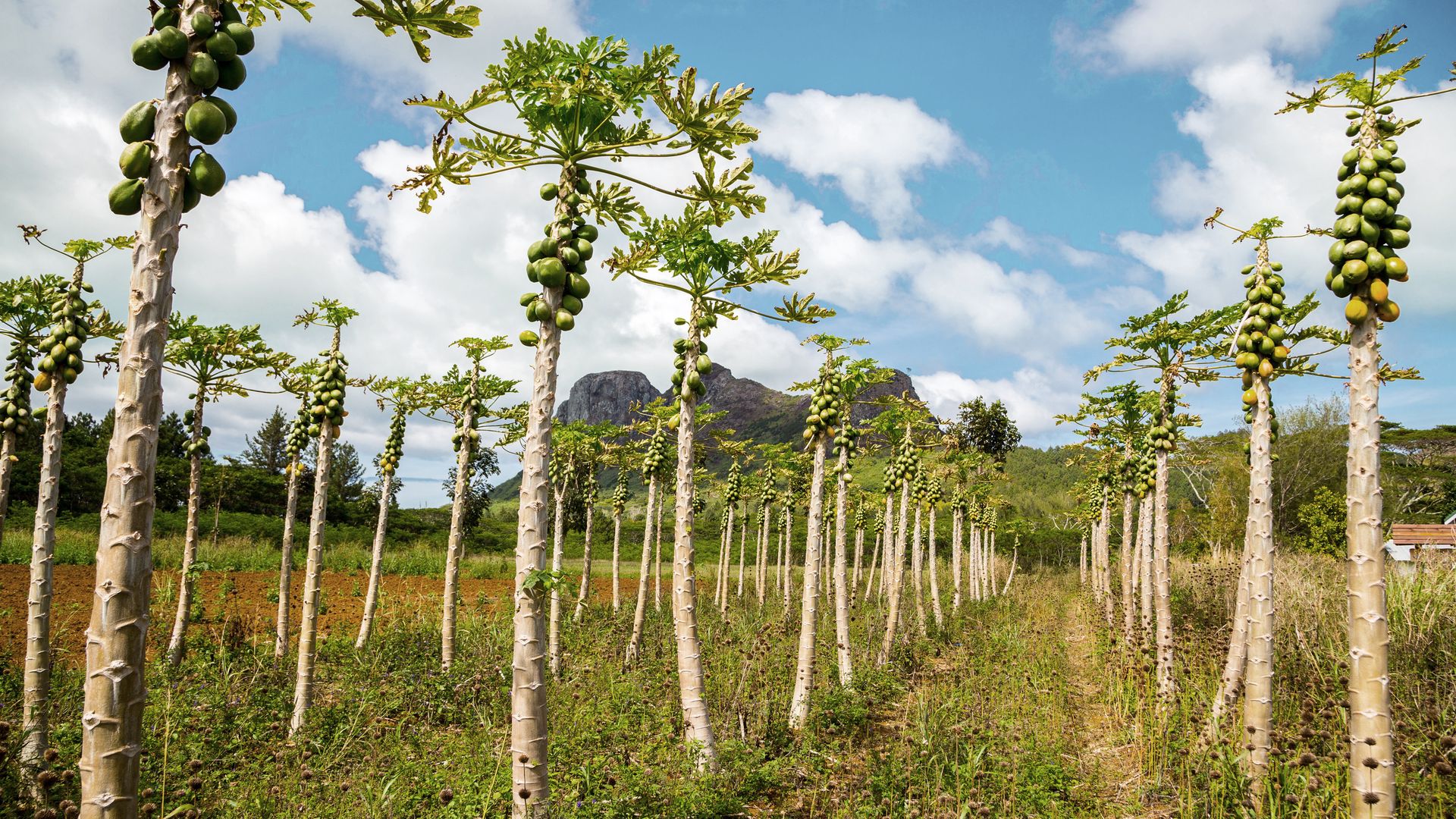 Was wächst denn hier?