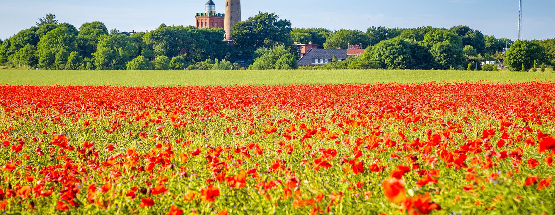Mohnfeld mit Blick auf die Leuchttürme am Kap Arkona