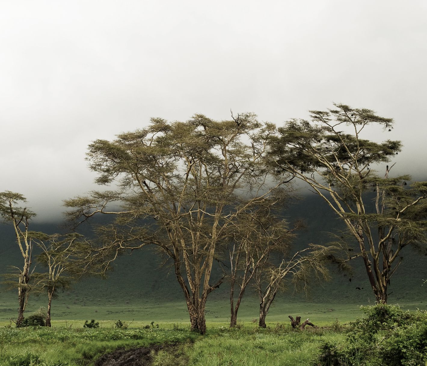 Gelbrinden-Akazien – auch Fieber-Akazien genannt – im Ngorongoro-Krater