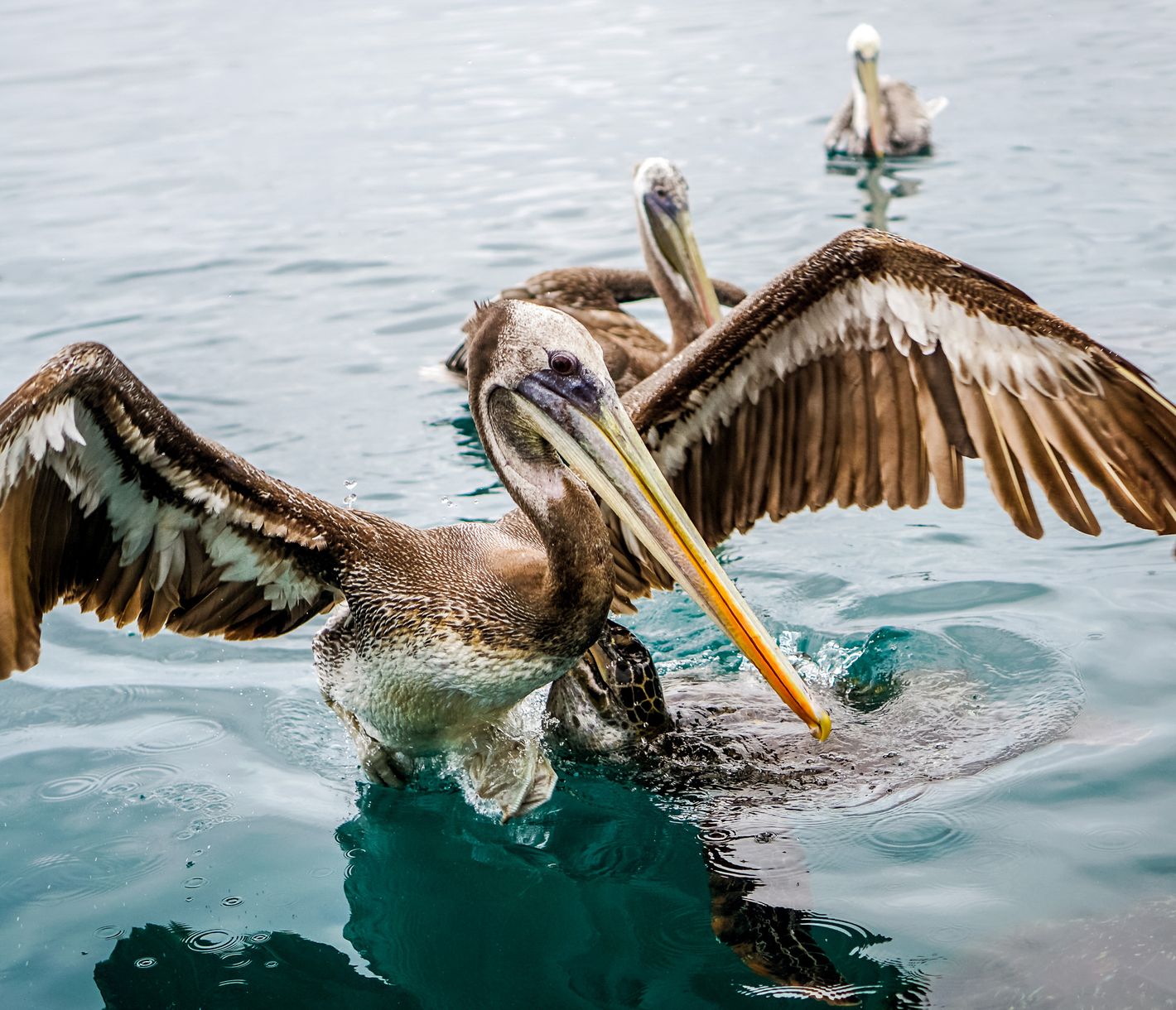 Der majestätische Pelikan und sein effizienter Fischfang