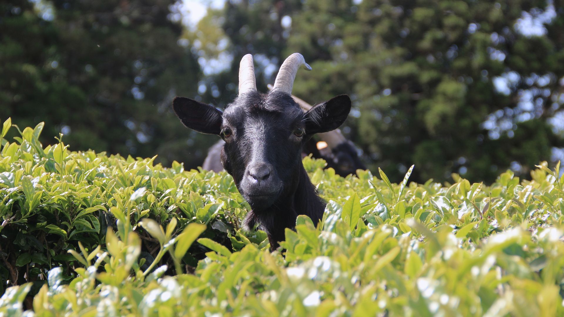Eine Ziege versteckt sich in den Plantagen einer Teefabrik auf der Insel São Miguel.
