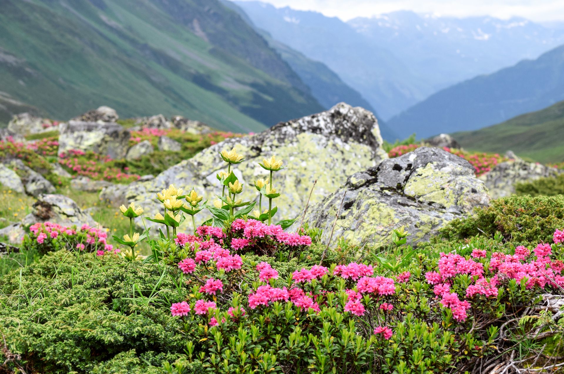 Flora im Paznauntal