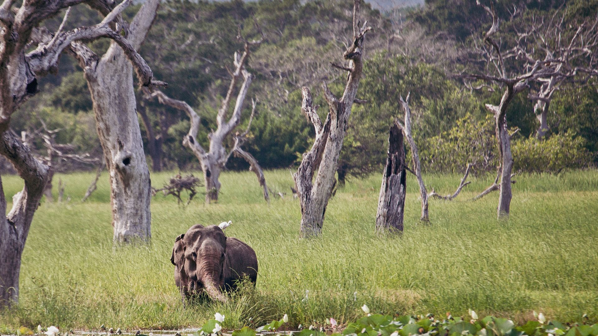 Elefant im Yala Nationalpark