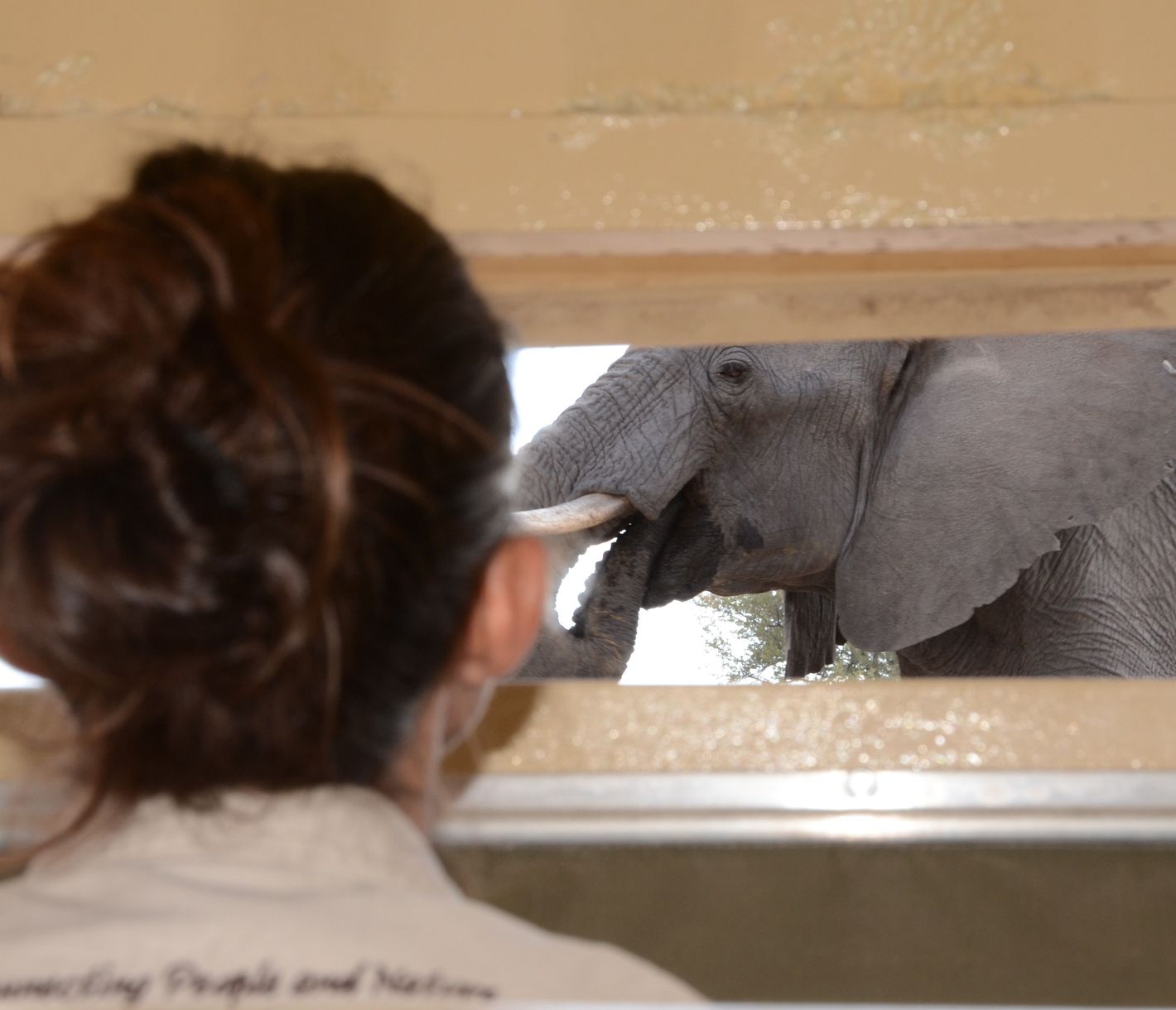 Elefanten aus dem Hide beobachten – ein spezielles Erlebnis