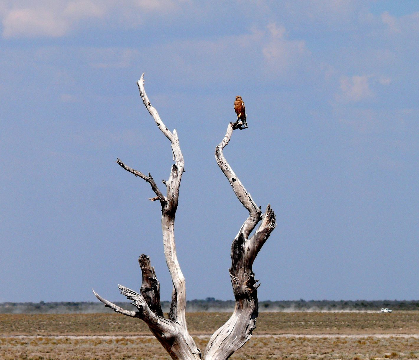 Der Savannenadler späht nach Beute.