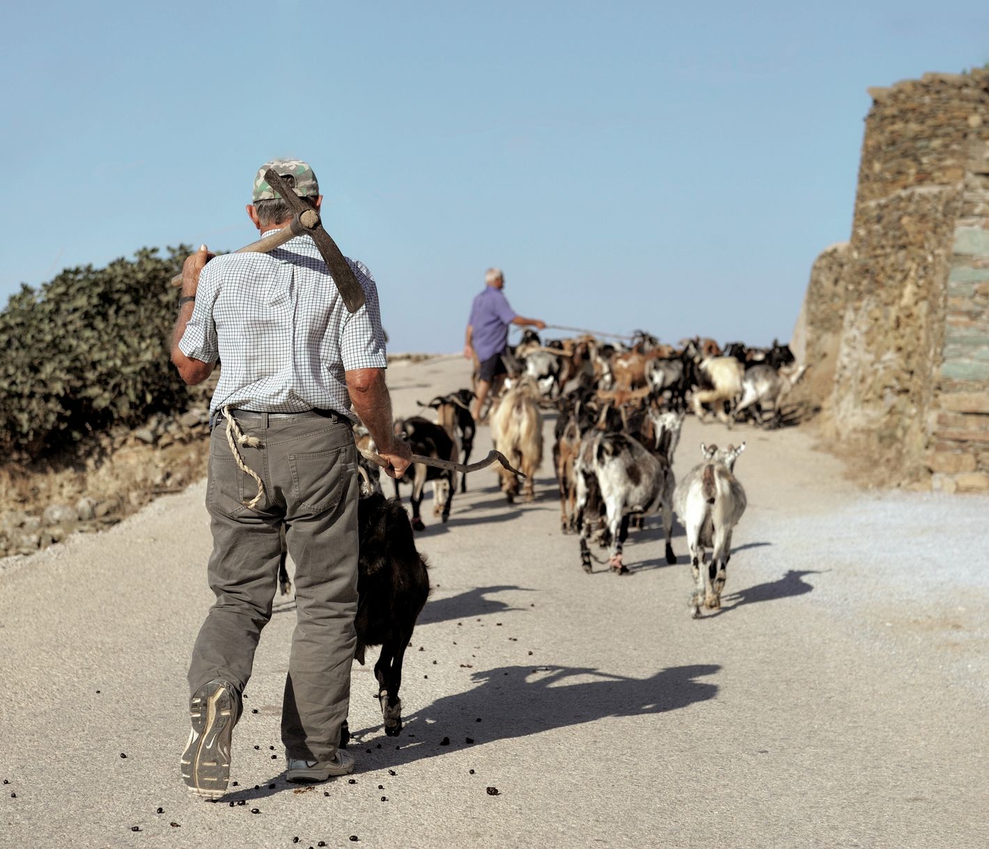 Eine Ziegen-Herde in Folegandros
