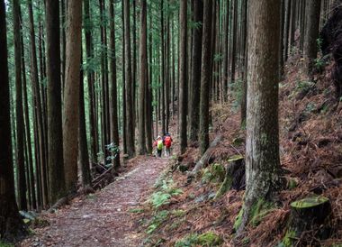 Wandern, ein japanischer Volkssport