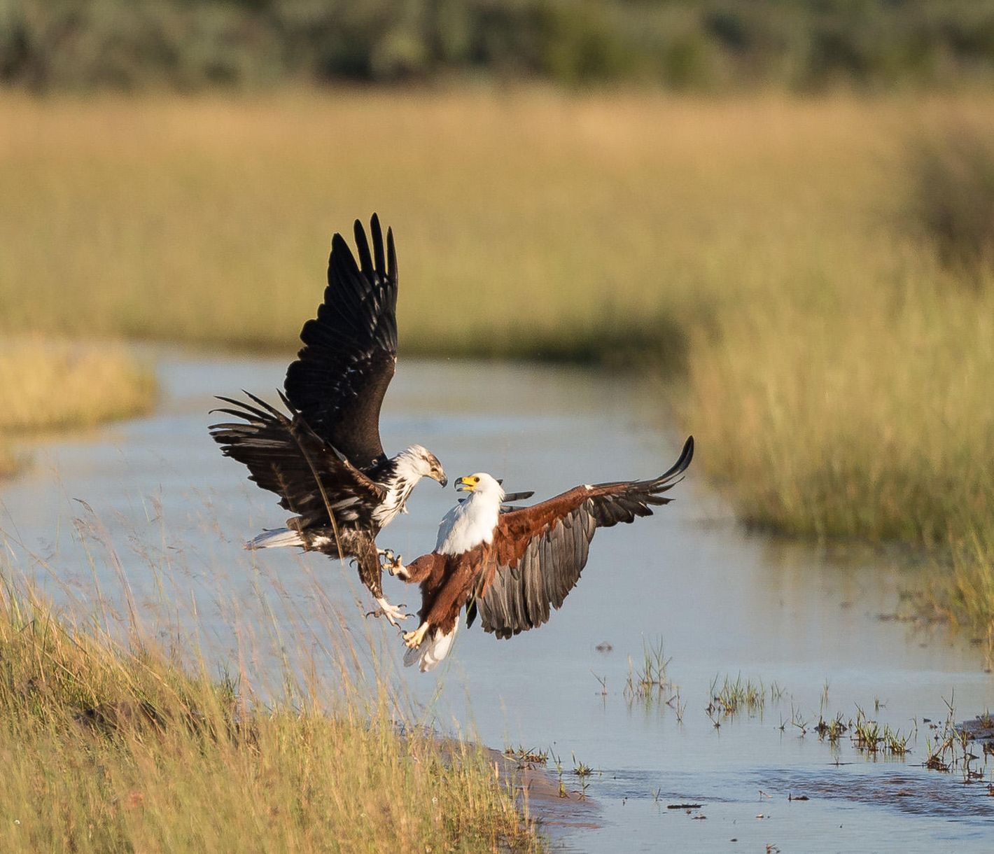 Zwei Fischadler kämpfen um ihr Revier