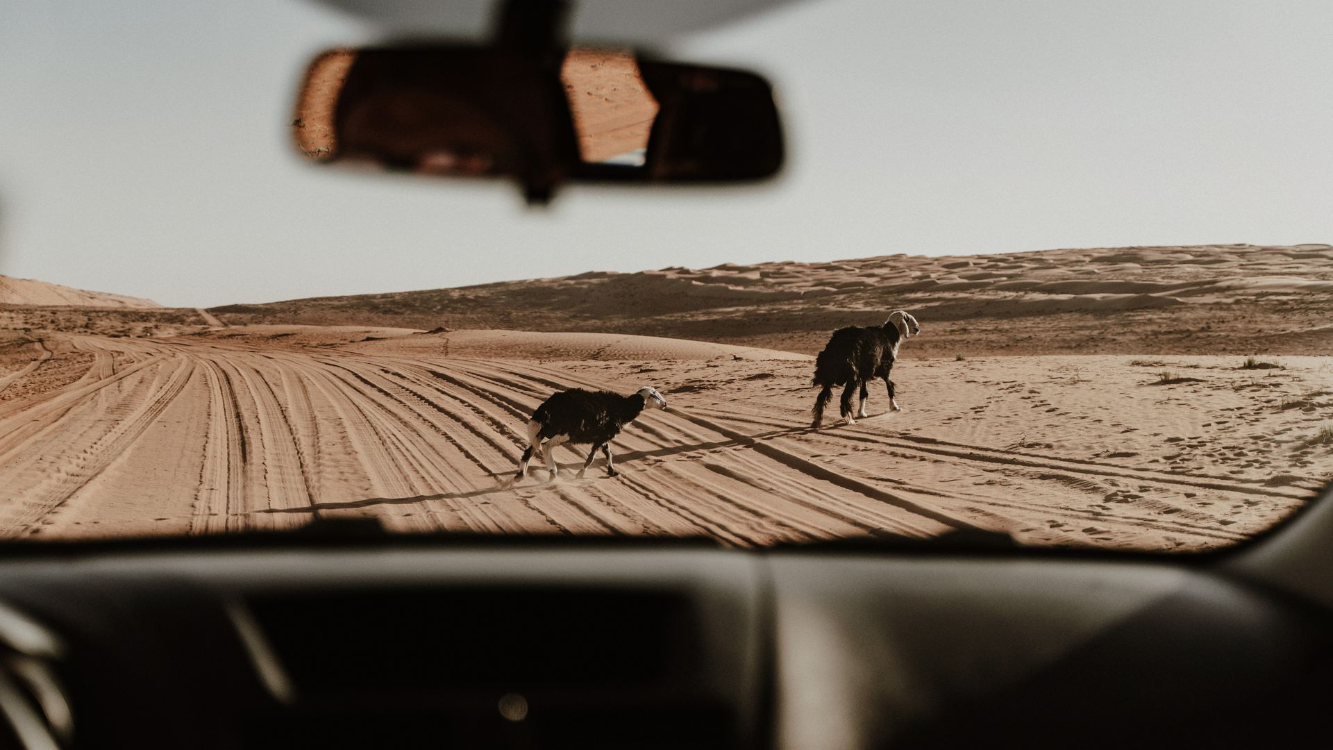 Mit dem Geländewagen durch die Wahiba Sands – Wüste, Weite und Überraschungen