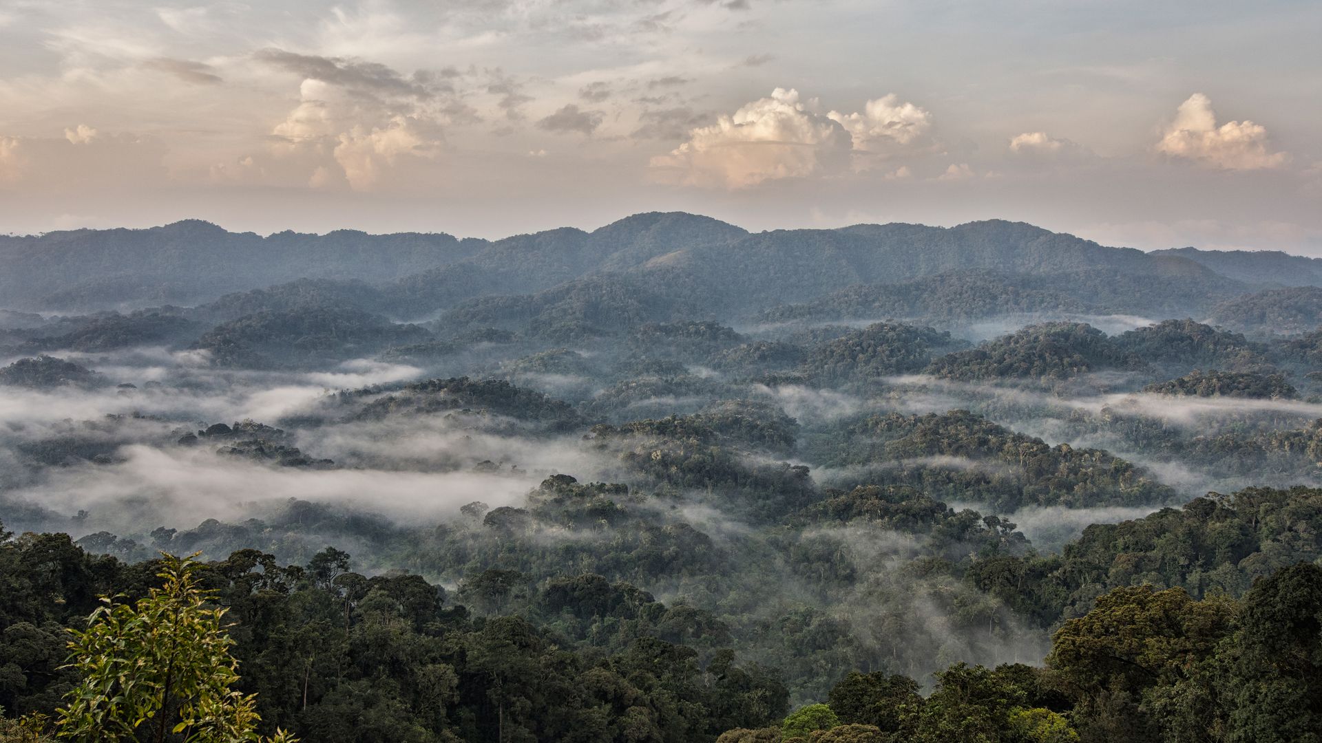 Des nappes de brouillard traversent la forêt de Nyungwe.