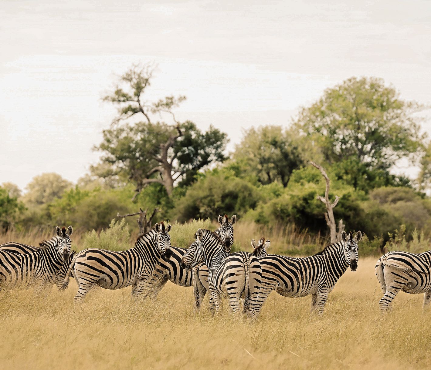 Zebras lieben die Grassavanne und Staubbäder
