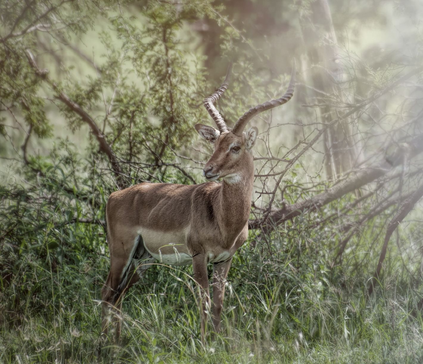 Impala-Männchen mit imposanten Hörnern in der Serengeti