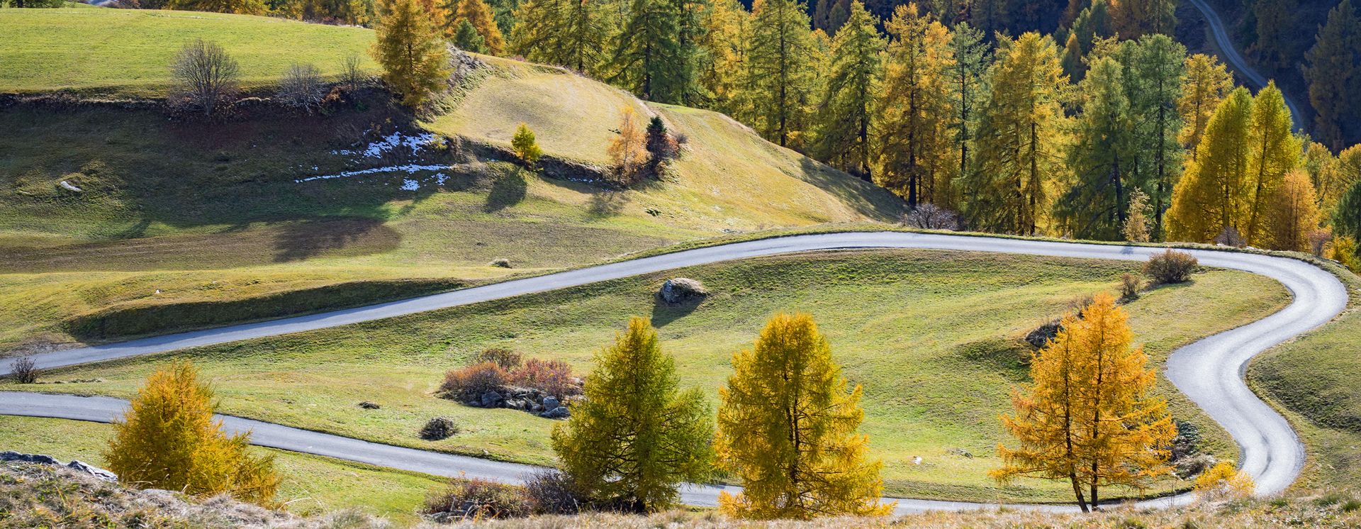 Lärchen in ihren Herbstfarben