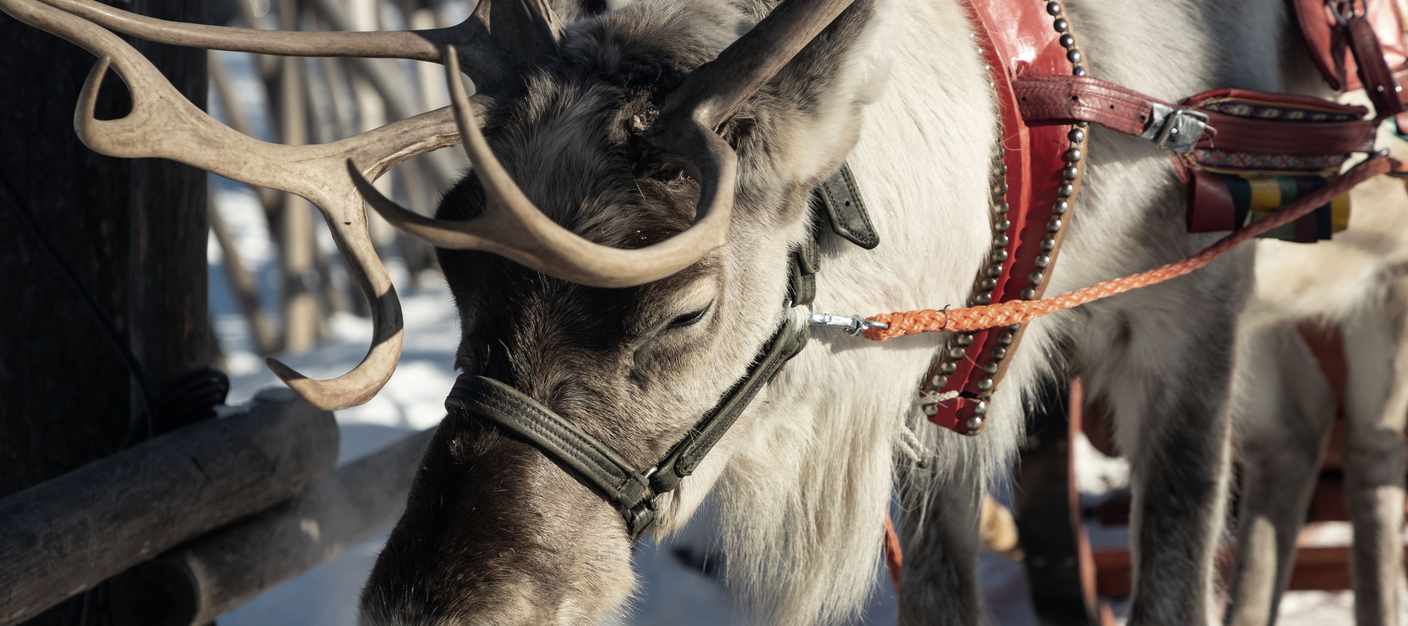 Besuch einer Rentierfarm und Schlittenfahrt