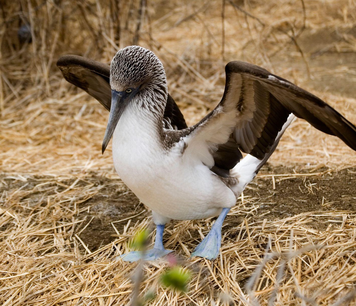 Blaufusstölpel auf der Isla de la Plata