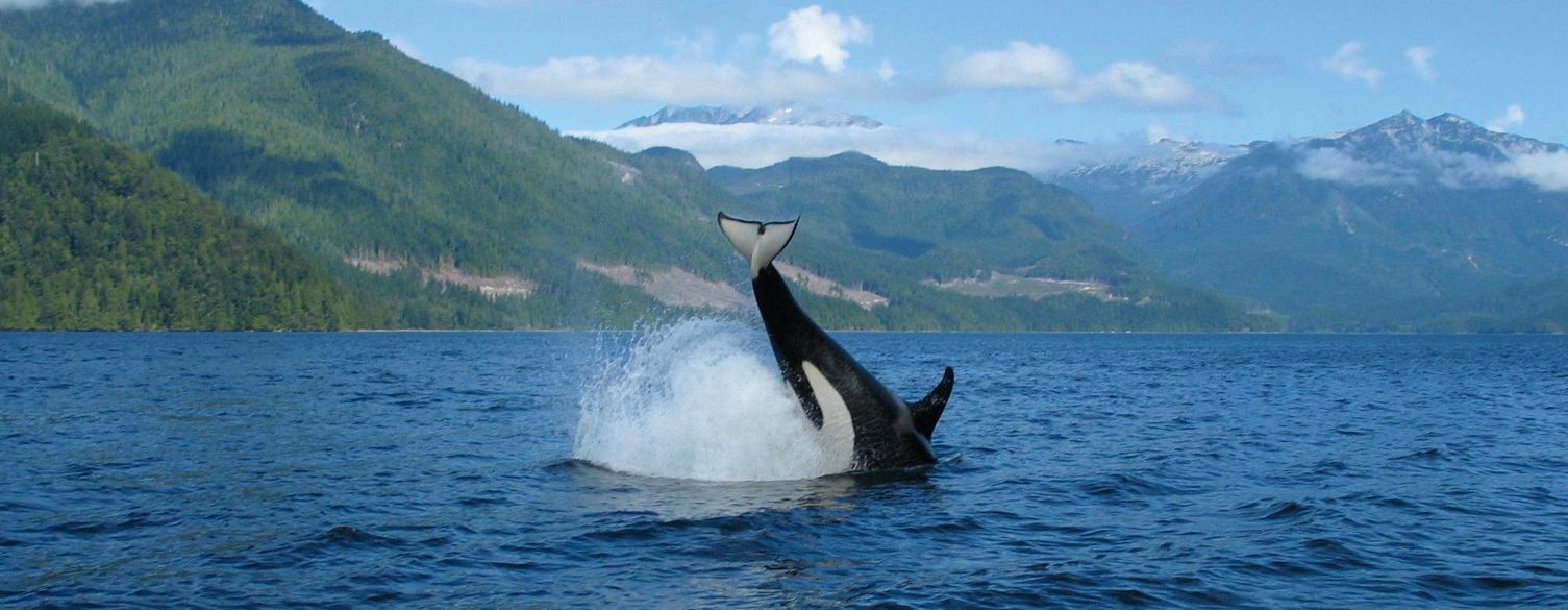 Orca bei Campbell River