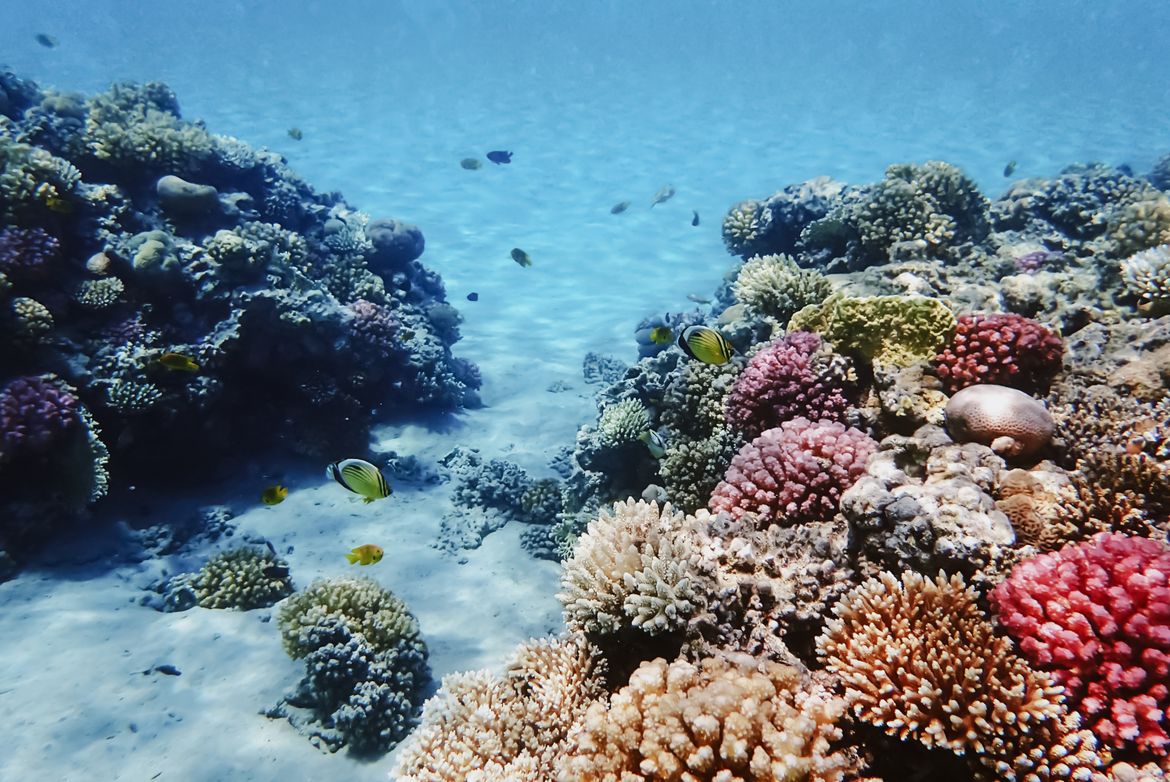 Rotes Korallenriff in Makadi Bay, Ägypten