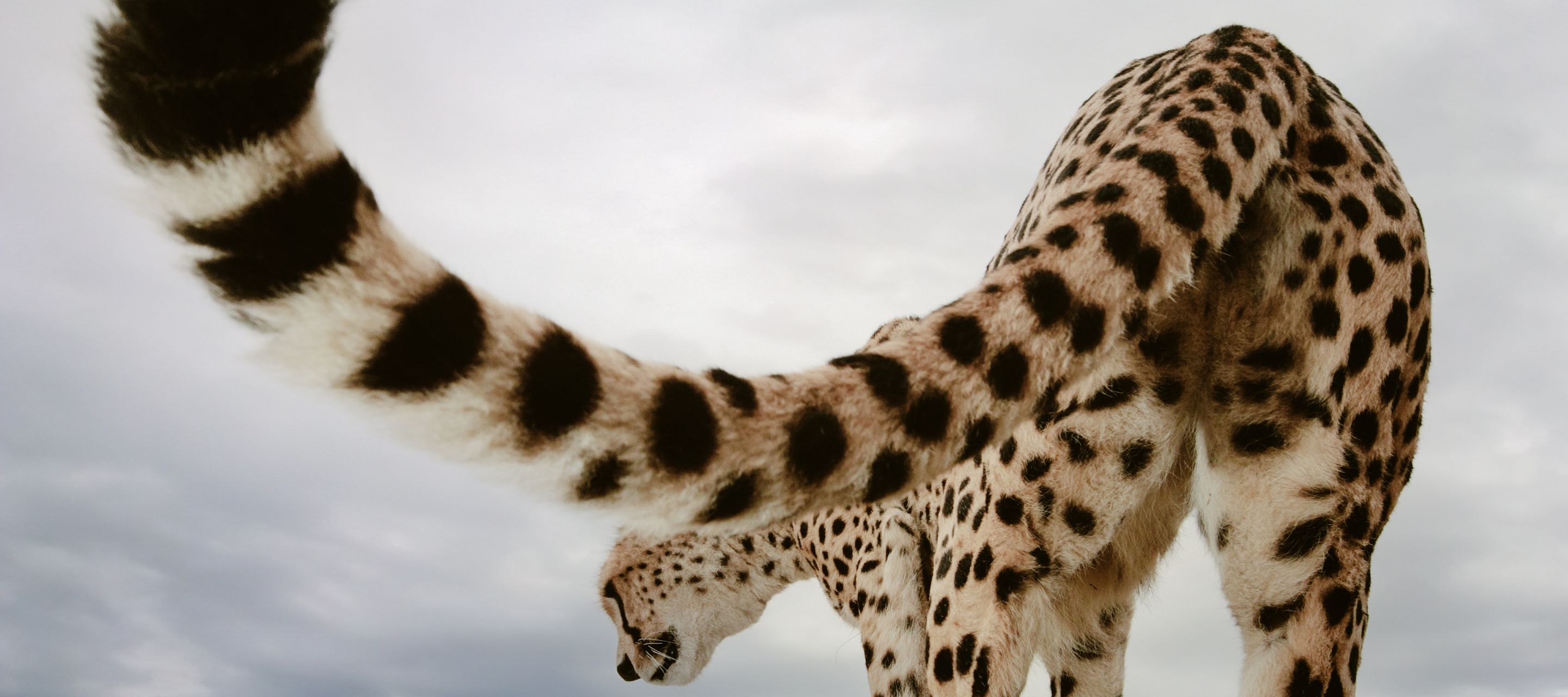« Quel genre d'animal peut bien être ce véhicule de safari ? », se demande sûrement ce guépard curieux du Masaï Mara.