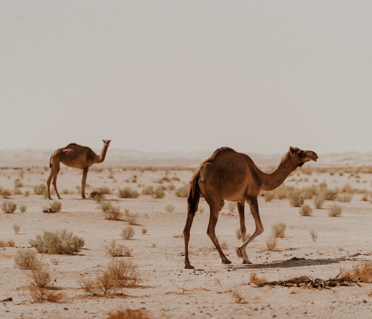 Kamele in der Wahiba Sands – Wüstenleben im Herzen Omans