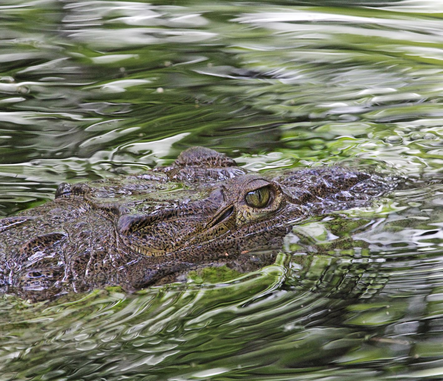 Fluss-Krokodile in den Mangrovensümpfen des Black Rivers