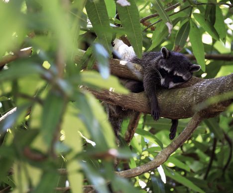 Tierbeobachtung im Manuel Antonio